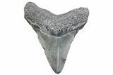 Juvenile Megalodon Tooth - South Carolina #370175-1
